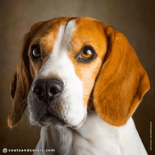 coatsandcolors.com Beagle Colors brown eyes 3