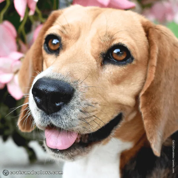coatsandcolors.com Beagle Colors brown eyes