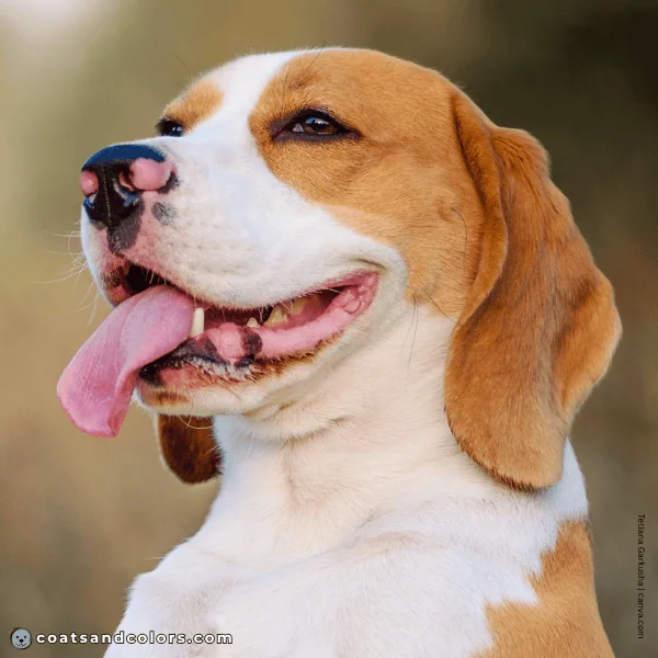 coatsandcolors.com Beagle Colors butterfly nose
