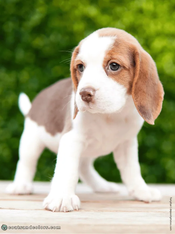 coatsandcolors.com Beagle Colors choco tri saddle puppy