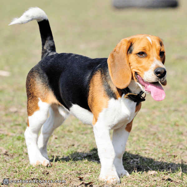 coatsandcolors.com Beagle Colors coat 2