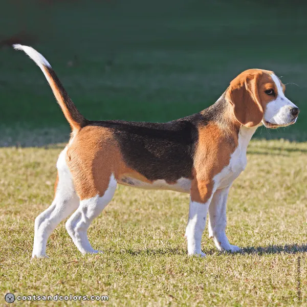 coatsandcolors.com Beagle Colors coat 3
