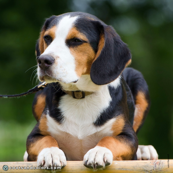 coatsandcolors.com Beagle Colors creeping tan