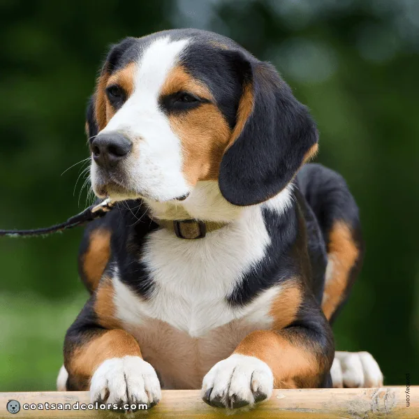 coatsandcolors.com Beagle Colors creeping tan