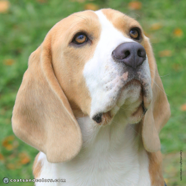 coatsandcolors.com Beagle Colors dilute eye color light