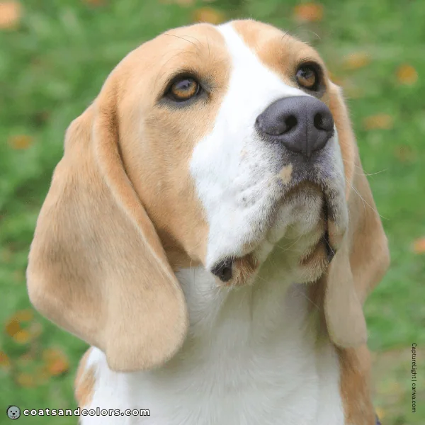 coatsandcolors.com Beagle Colors dilute eye color light