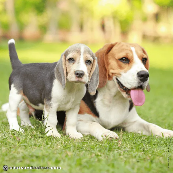 coatsandcolors.com Beagle Colors dilution and intensity