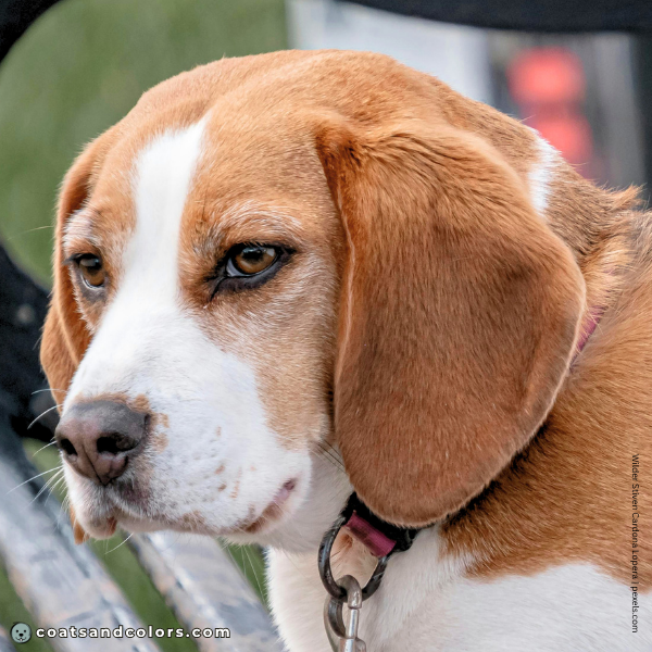 coatsandcolors.com Beagle Colors domino nose stripe 2