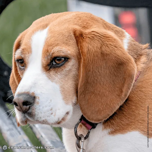 coatsandcolors.com Beagle Colors domino nose stripe 2