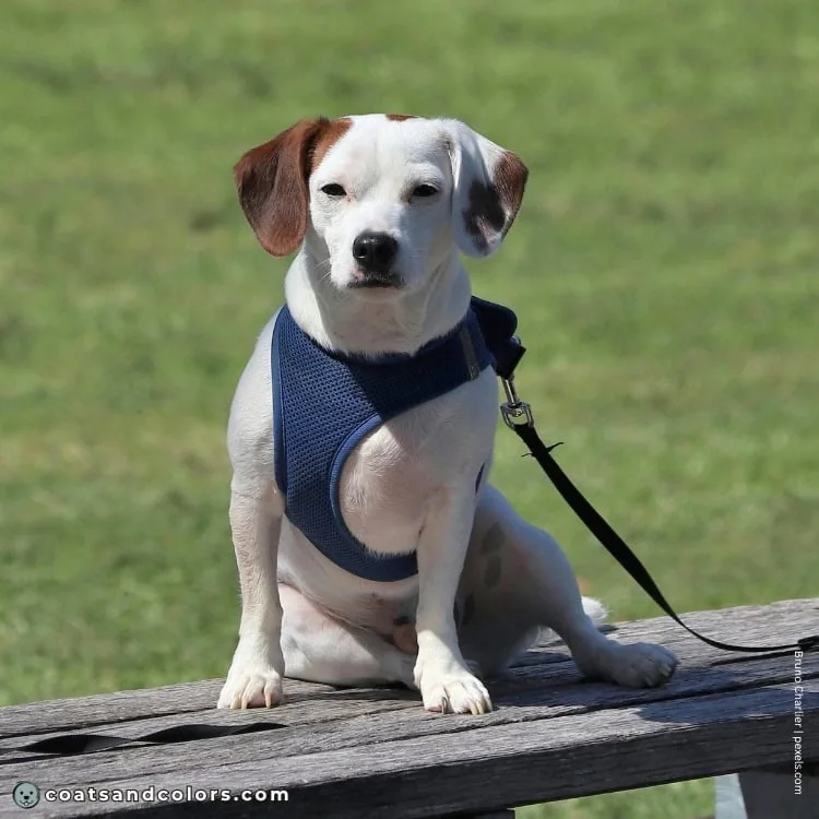 coatsandcolors.com Beagle Colors extended piebald 1