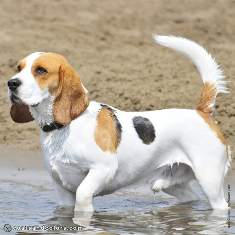 coatsandcolors.com Beagle Colors extended white