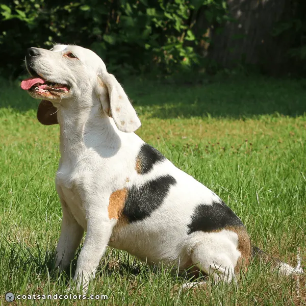 coatsandcolors.com Beagle Colors extreme open marked