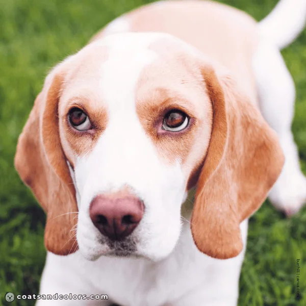 coatsandcolors.com Beagle Colors faded eye rims ee