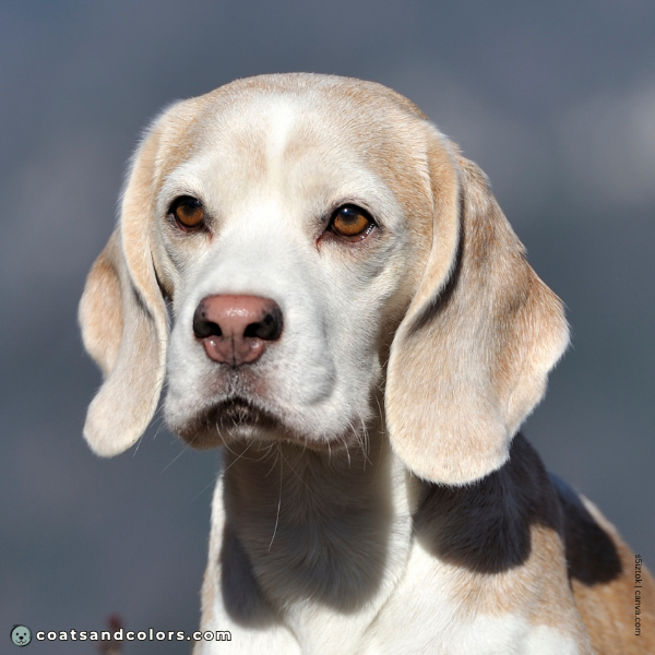 coatsandcolors.com Beagle Colors faded nose 2