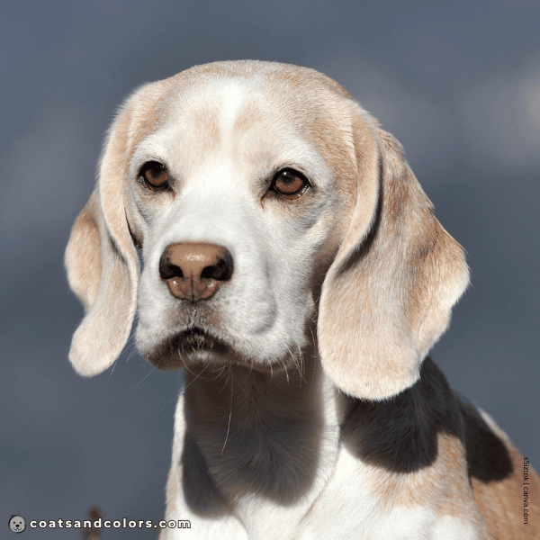 coatsandcolors.com Beagle Colors faded nose 2