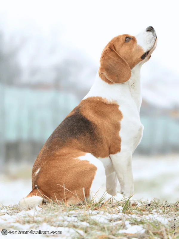 coatsandcolors.com Beagle Colors faded saddle 3