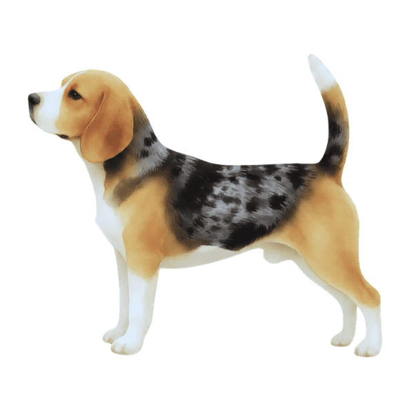 coatsandcolors.com Beagle Colors faulty color blue merle saddle