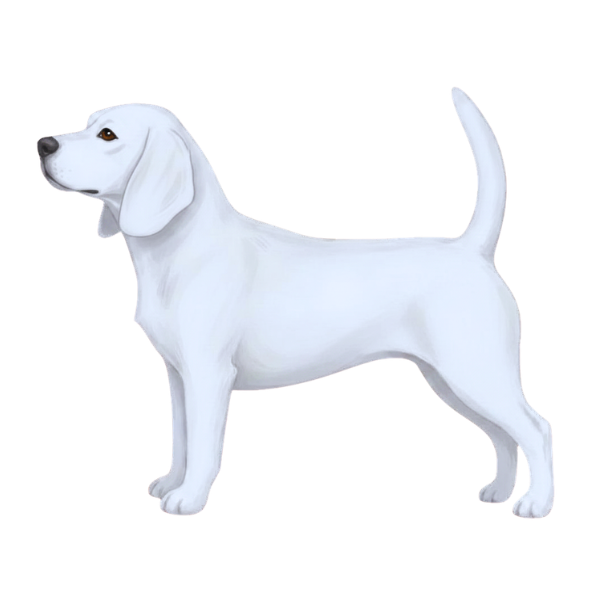 coatsandcolors.com Beagle Colors faulty color extreme white