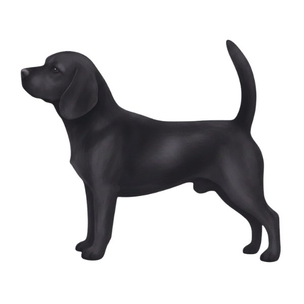 coatsandcolors.com Beagle Colors faulty color solid black