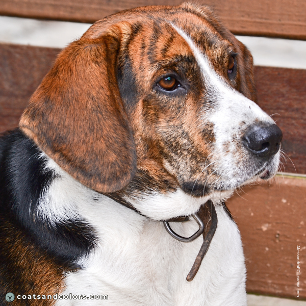 coatsandcolors.com Beagle Colors faulty colors brindle
