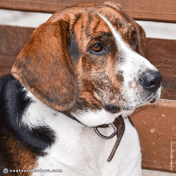 coatsandcolors.com Beagle Colors faulty colors brindle