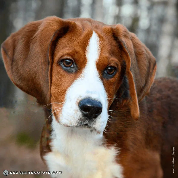 coatsandcolors.com Beagle Colors faulty colors sable
