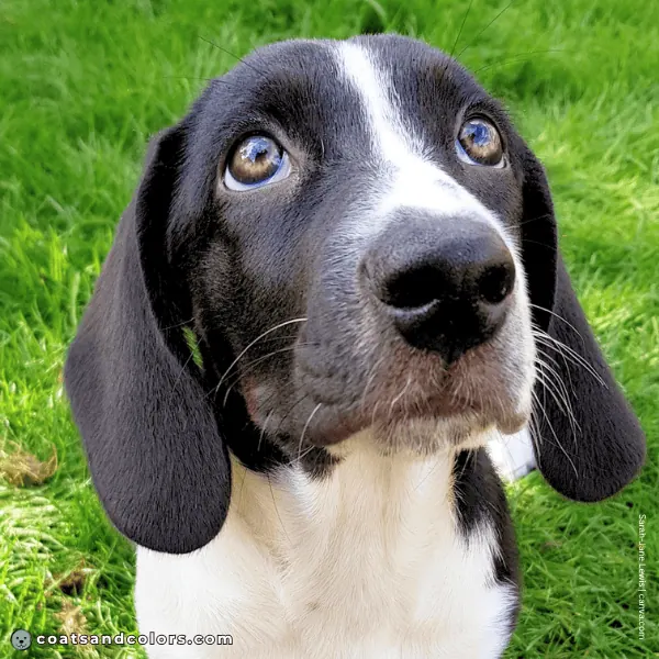 coatsandcolors.com Beagle Colors faulty colors black white