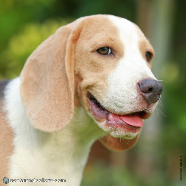 coatsandcolors.com Beagle Colors gray nose blue tri