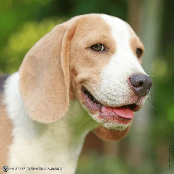coatsandcolors.com Beagle Colors gray nose blue tri