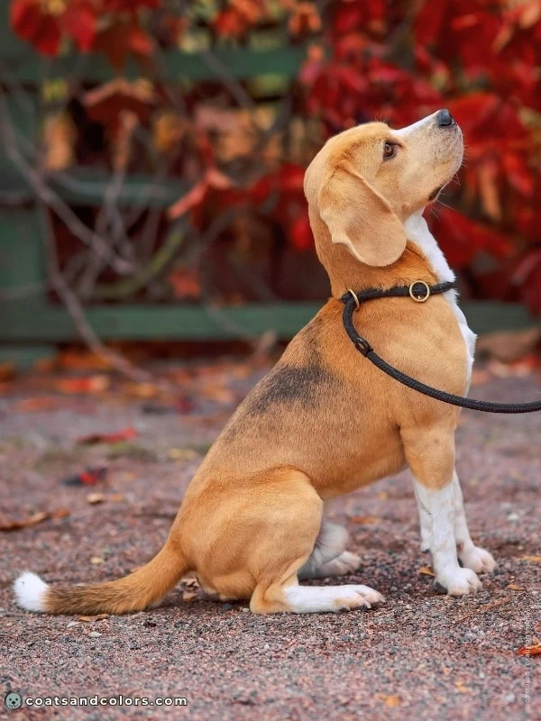 coatsandcolors.com Beagle Colors hare pied 1