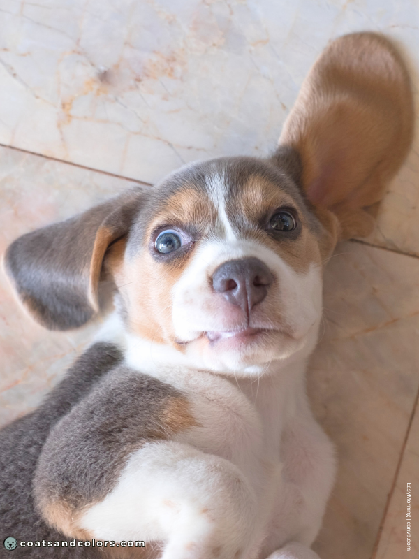 coatsandcolors.com Beagle Colors isabella