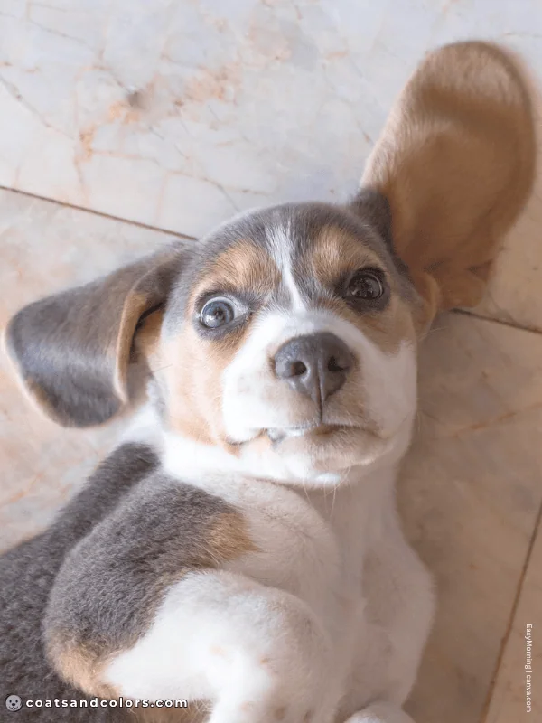 coatsandcolors.com Beagle Colors isabella