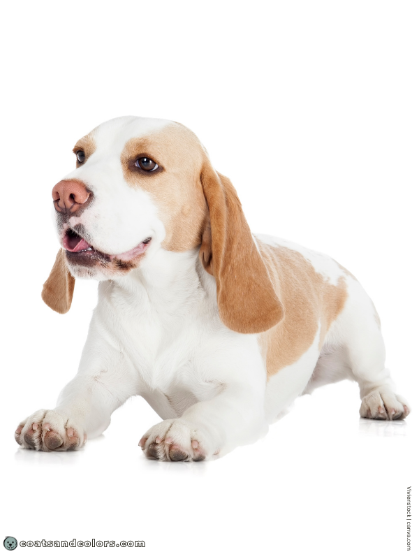 coatsandcolors.com Beagle Colors lemon white 1
