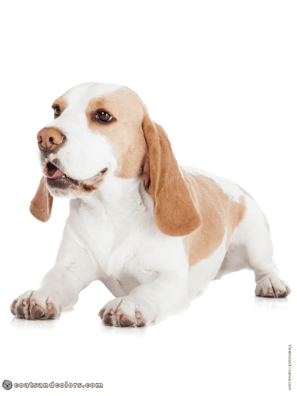 coatsandcolors.com Beagle Colors lemon white 1