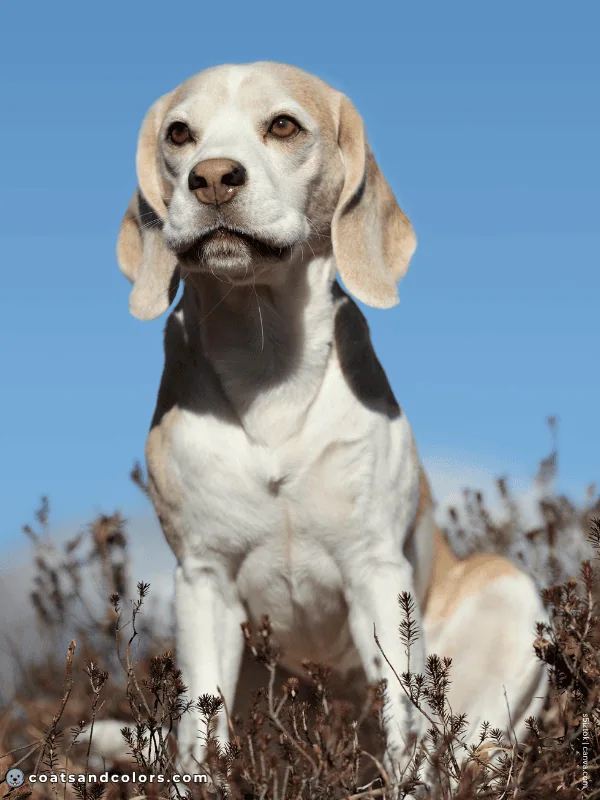 coatsandcolors.com Beagle Colors lemon white 2