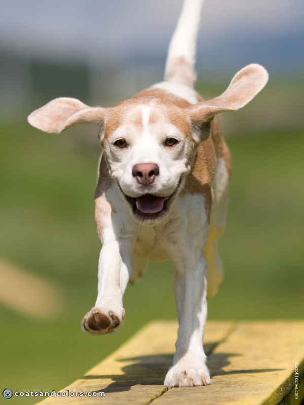 coatsandcolors.com Beagle Colors lemon white 3