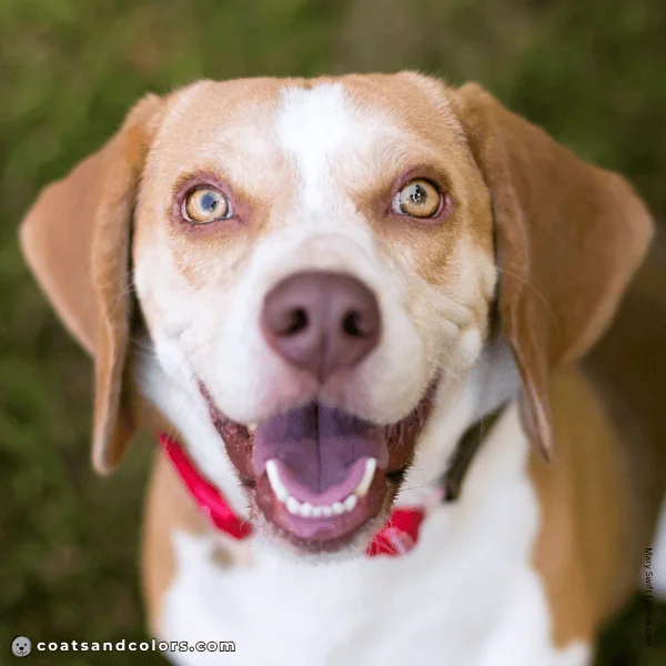 coatsandcolors.com Beagle Colors light eyes 2