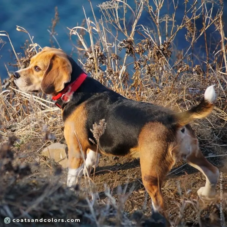 coatsandcolors.com Beagle Colors minimal white