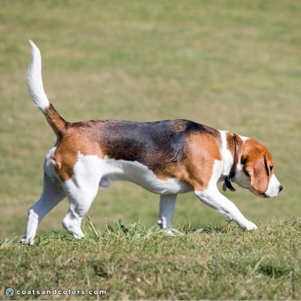 Beagle Colors | Coats and Colors