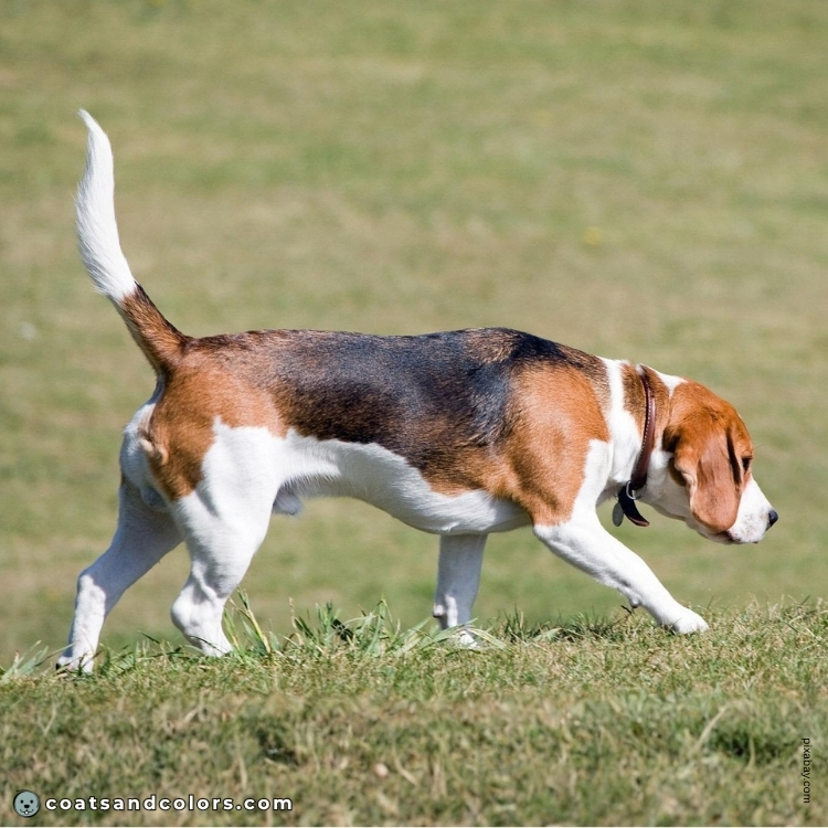 coatsandcolors.com Beagle Colors moderate white