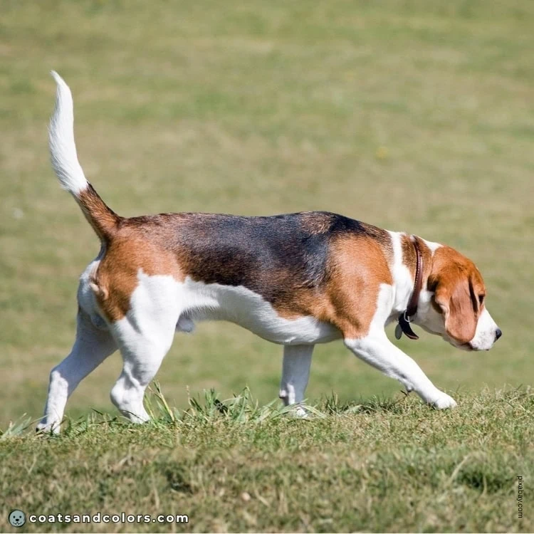 coatsandcolors.com Beagle Colors moderate white