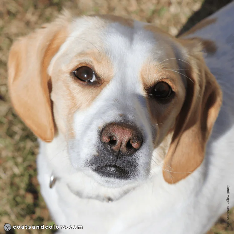 coatsandcolors.com Beagle Colors nose colors faded black