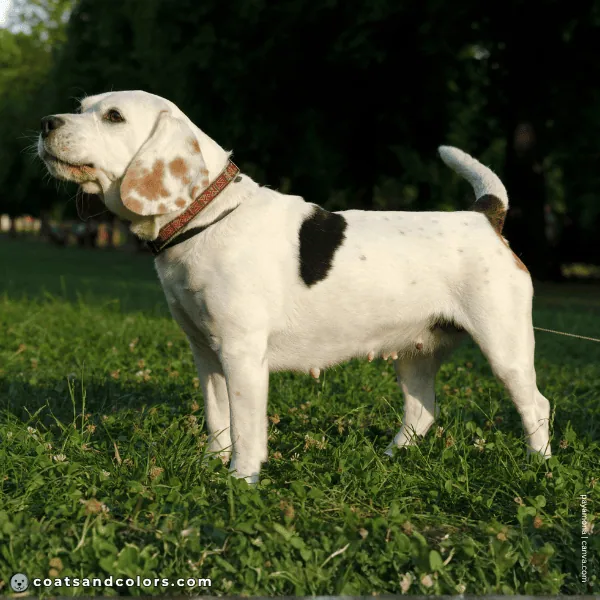 coatsandcolors.com Beagle Colors open marked white tricolor