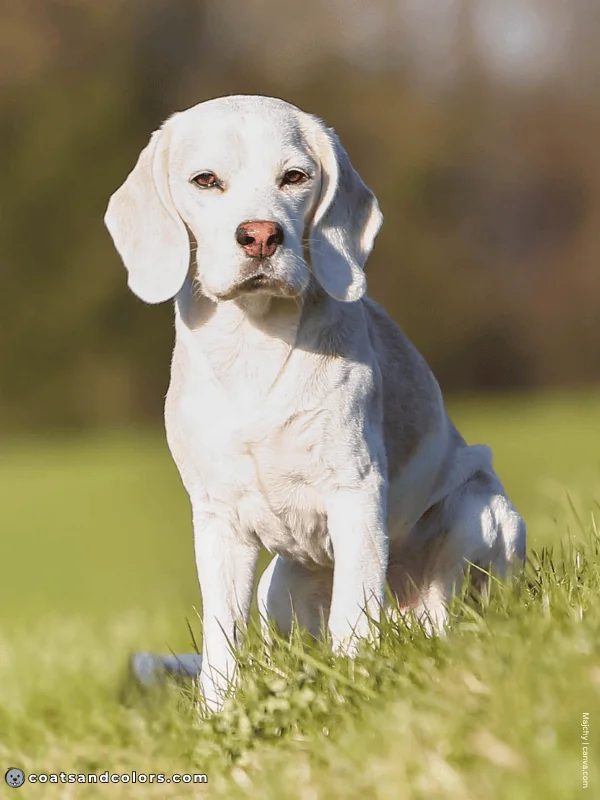 coatsandcolors.com Beagle Colors pale lemon