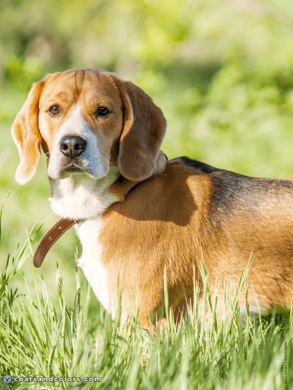 coatsandcolors.com Beagle Colors pied 2