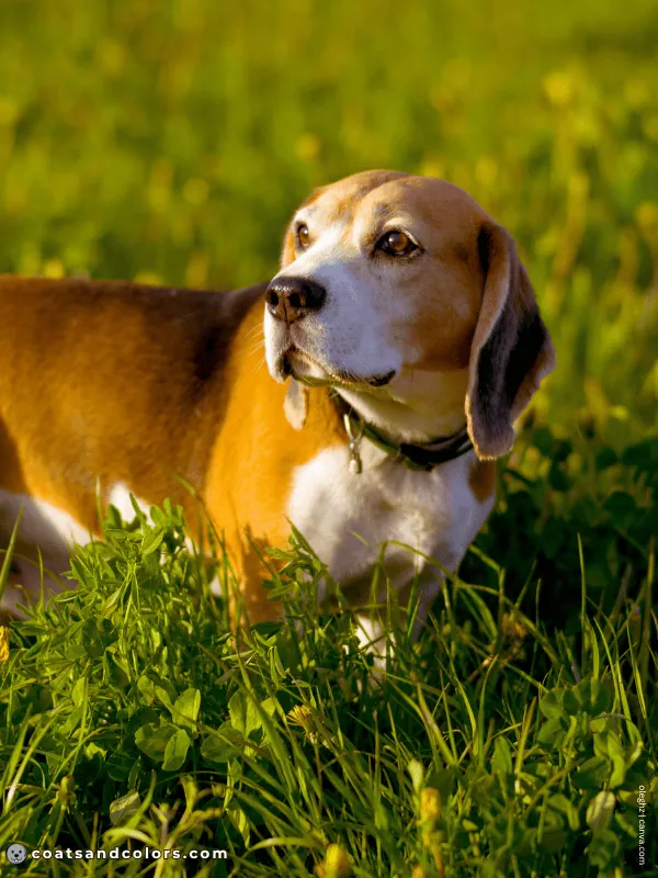 coatsandcolors.com Beagle Colors pied 3