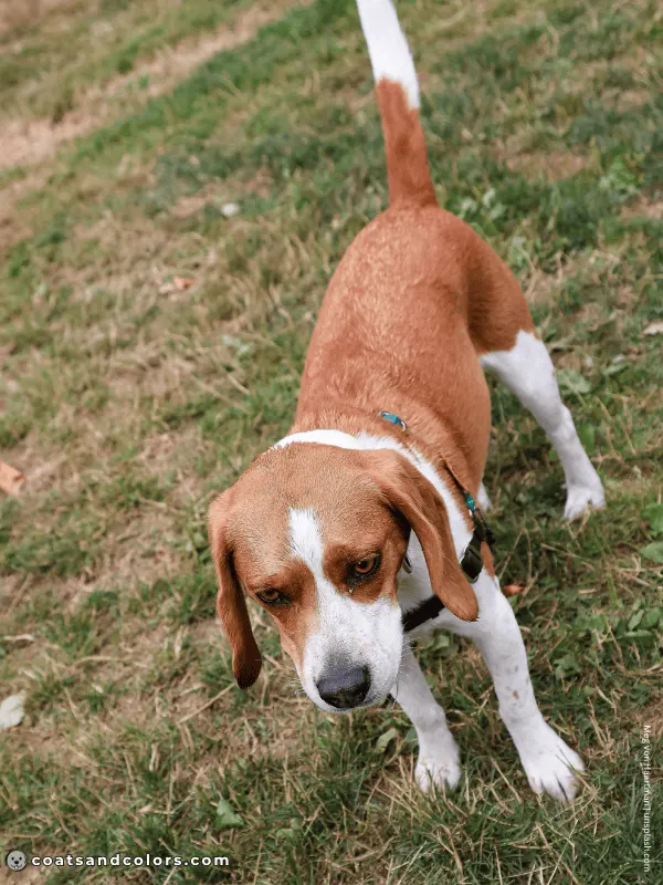 coatsandcolors.com Beagle Colors red dhwite 2b