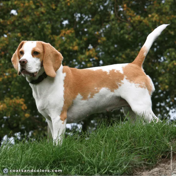 coatsandcolors.com Beagle Colors red lacing 2