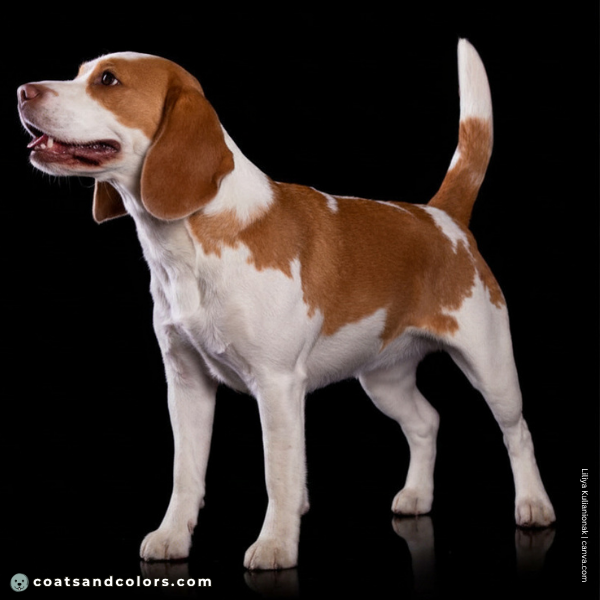 coatsandcolors.com Beagle Colors red lacing