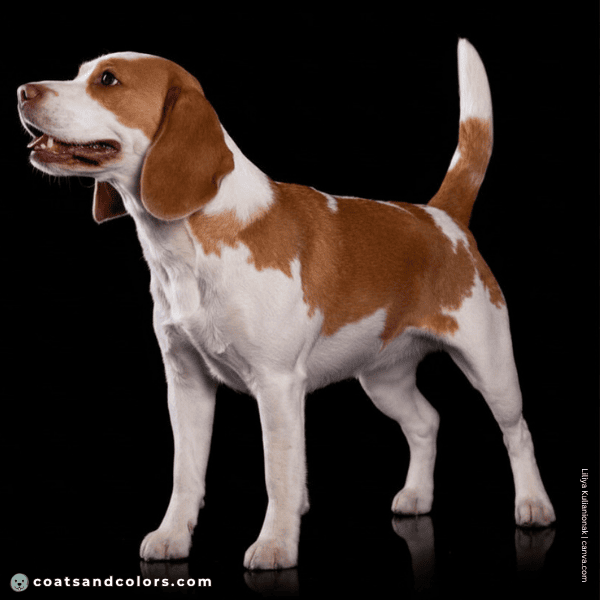 coatsandcolors.com Beagle Colors red lacing